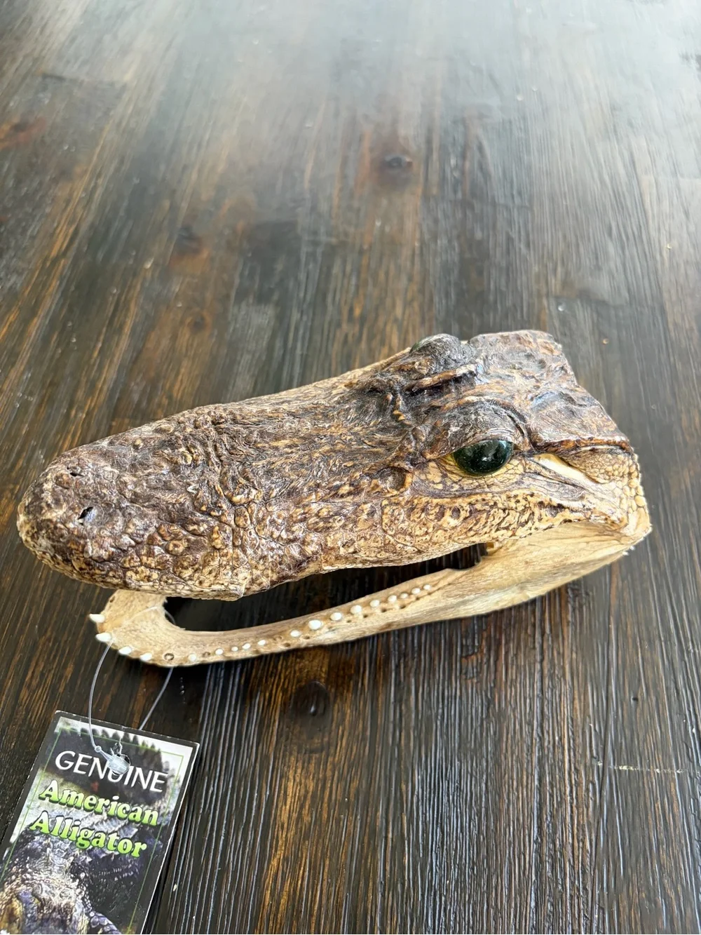 Genuine Alligator Skull Terrarium Accent - Brown with Green Eye